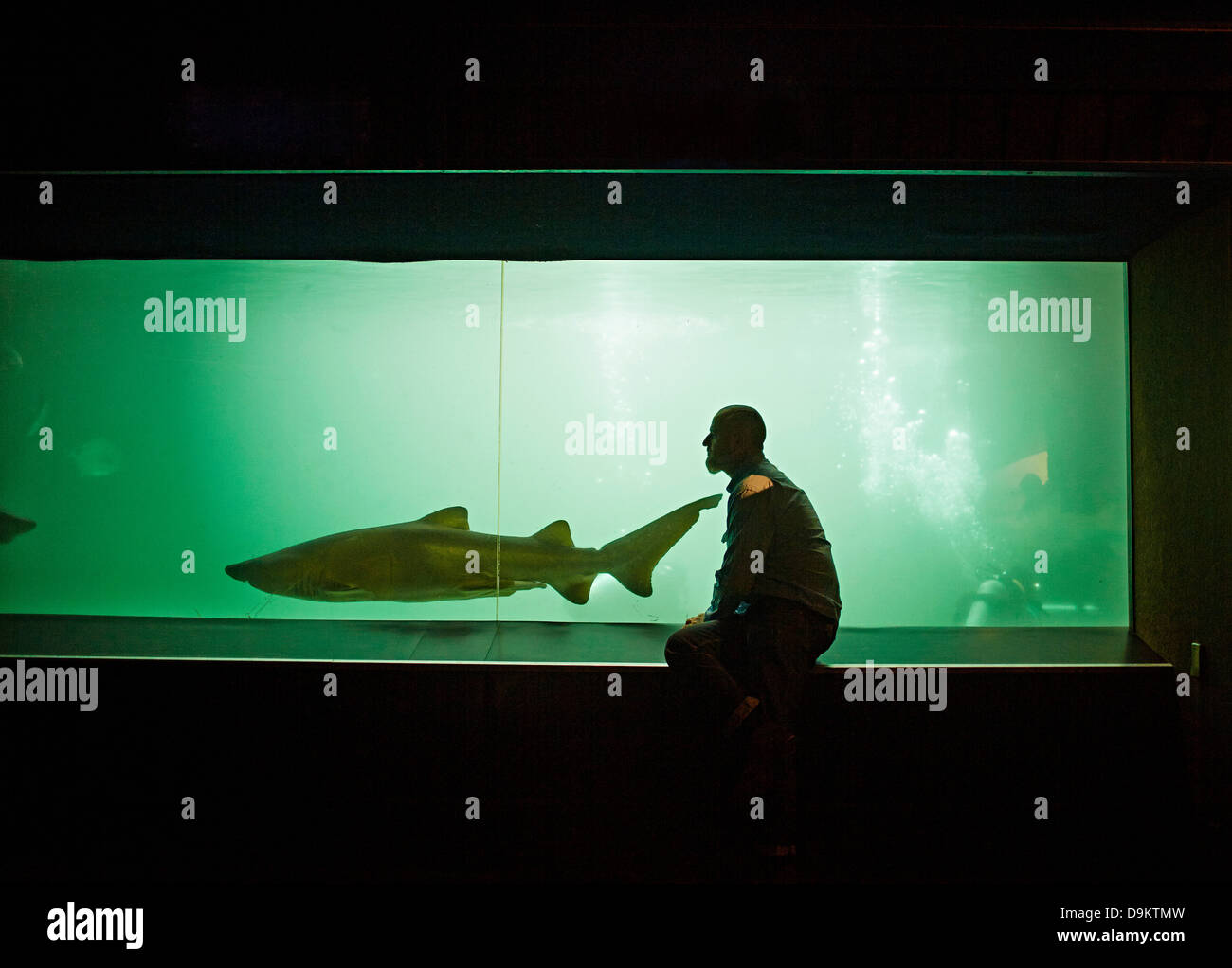 L'uomo guarda la shark in acquario Foto Stock