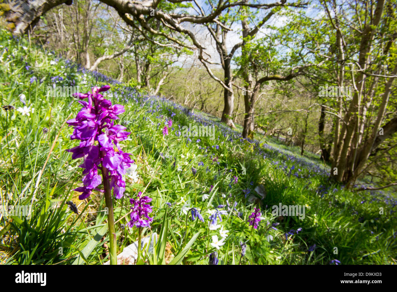 Bluebells, orchidee e Anemone legno cresce in boschi Oxenber sopra Austwick Foto Stock