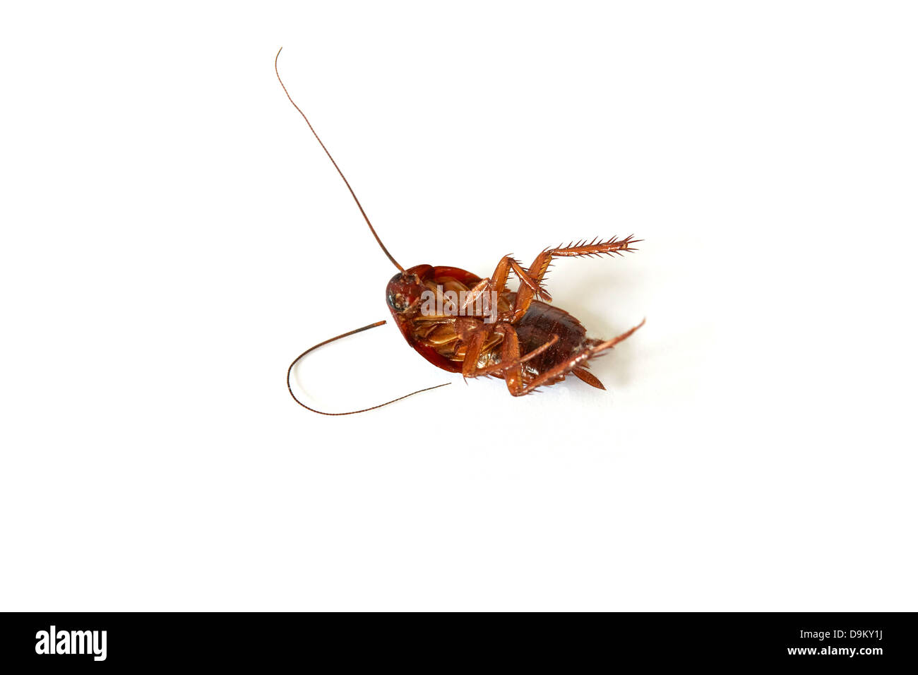American scarafaggio, Periplaneta americana, spesso identificato erroneamente come Palmetto Bug. Questo campione è una ninfa Foto Stock