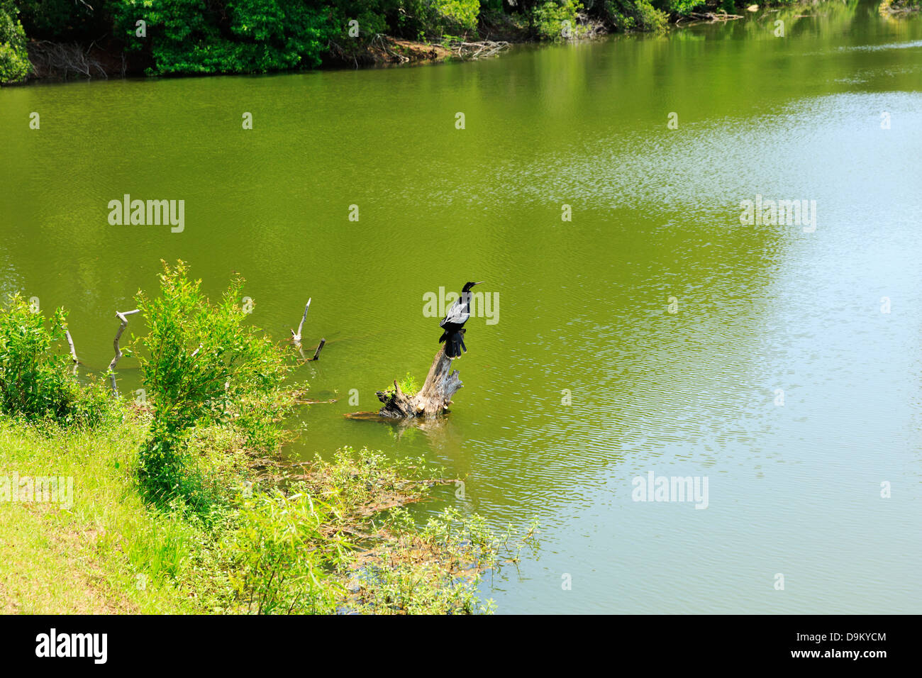 Anhinga posatoi su un ceppo di albero in una laguna a Sea Pines Forest Preserve, Hilton Head Foto Stock