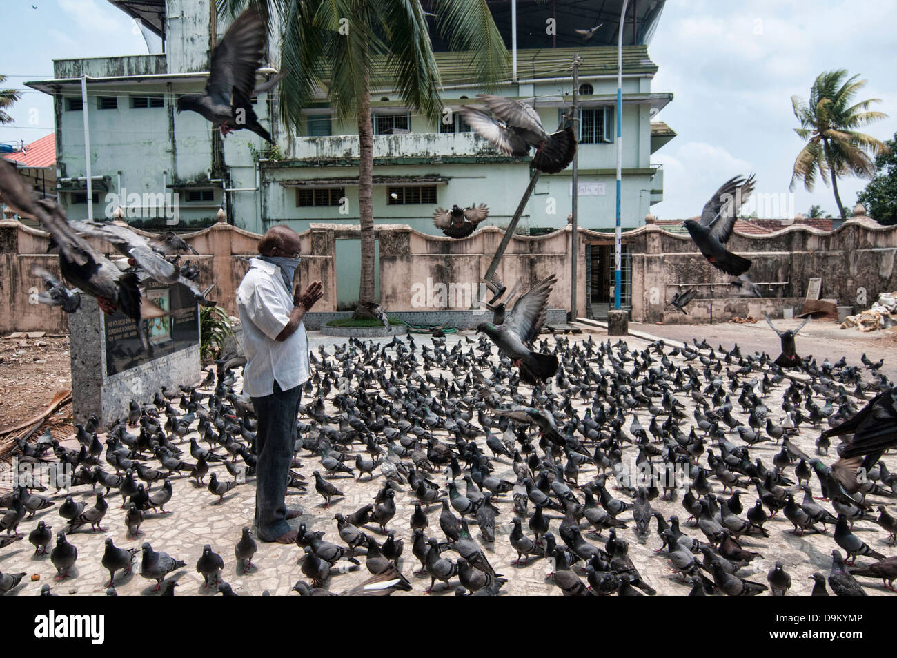 La preghiera quotidiana e rituale di alimentazione dei piccioni al Dharmanath tempio Jain di Fort Cochin (Kochi), Kerala, India Foto Stock