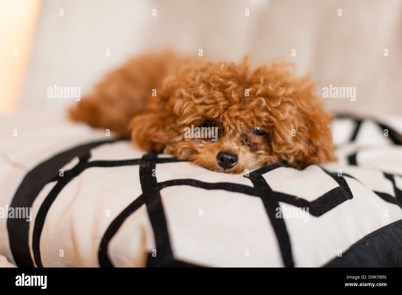 Cane sdraiato sul letto Foto Stock