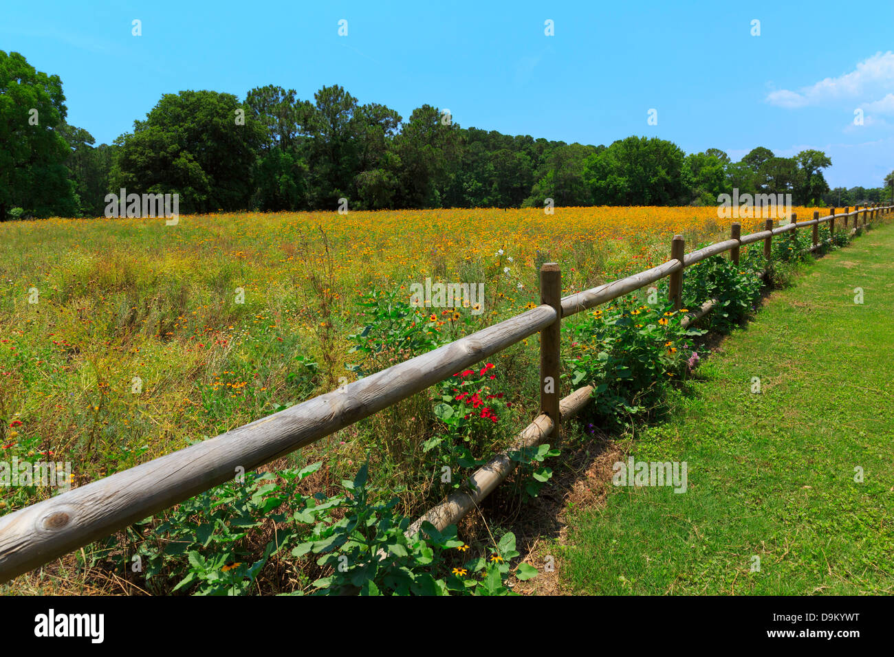 Prato di fiori selvaggi nel Sea Pines Forest Preserve, Hilton Head, Carolina del Sud. Foto Stock
