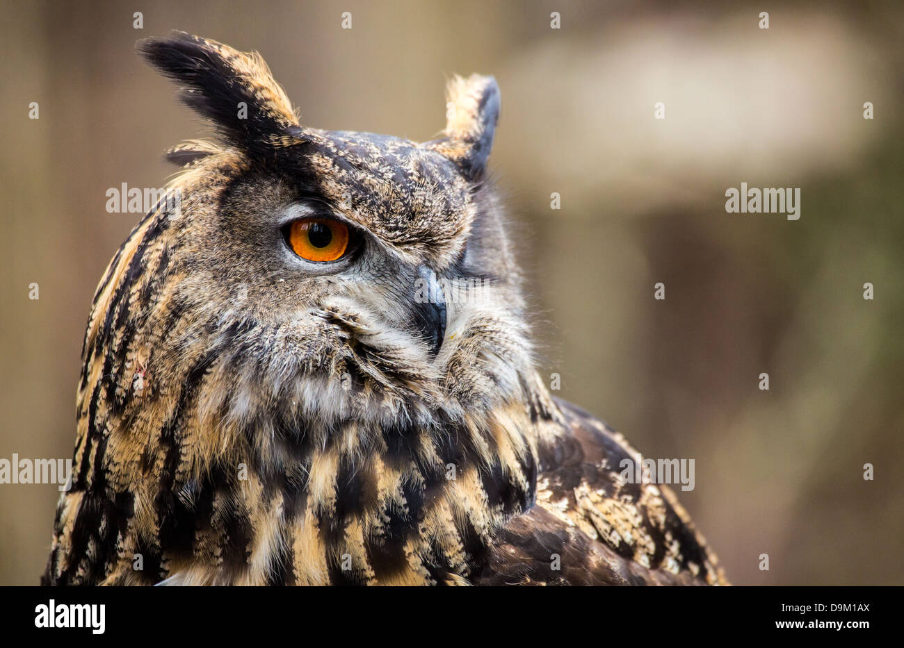 Un adulto Gufo reale in tutta la sua maestà. Piercing occhi arancio e ampia apertura alare. Carolina Raptor Centre Foto Stock