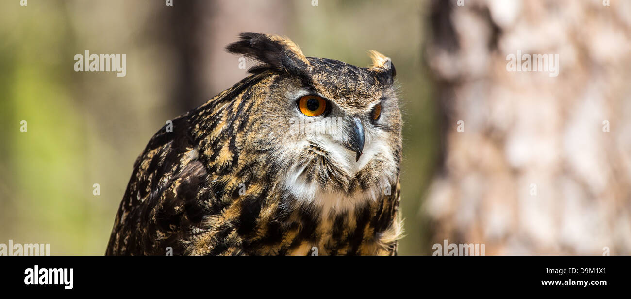 Un adulto Gufo reale in tutta la sua maestà. Piercing occhi arancio e ampia apertura alare. Carolina Raptor Centre Foto Stock