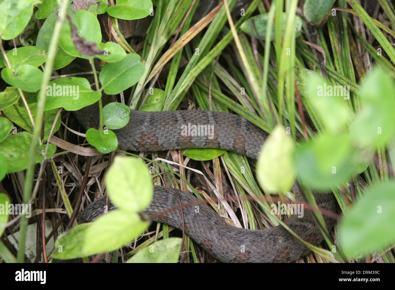 Grigio Grigio acqua corpo di serpente in erba verde foglie Foto Stock