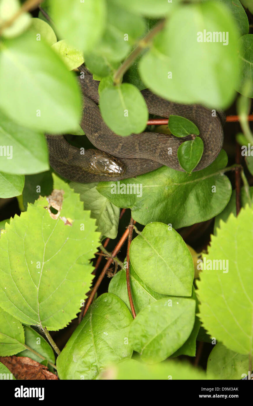 Grigio Grigio acqua snake in foglie verdi Foto Stock