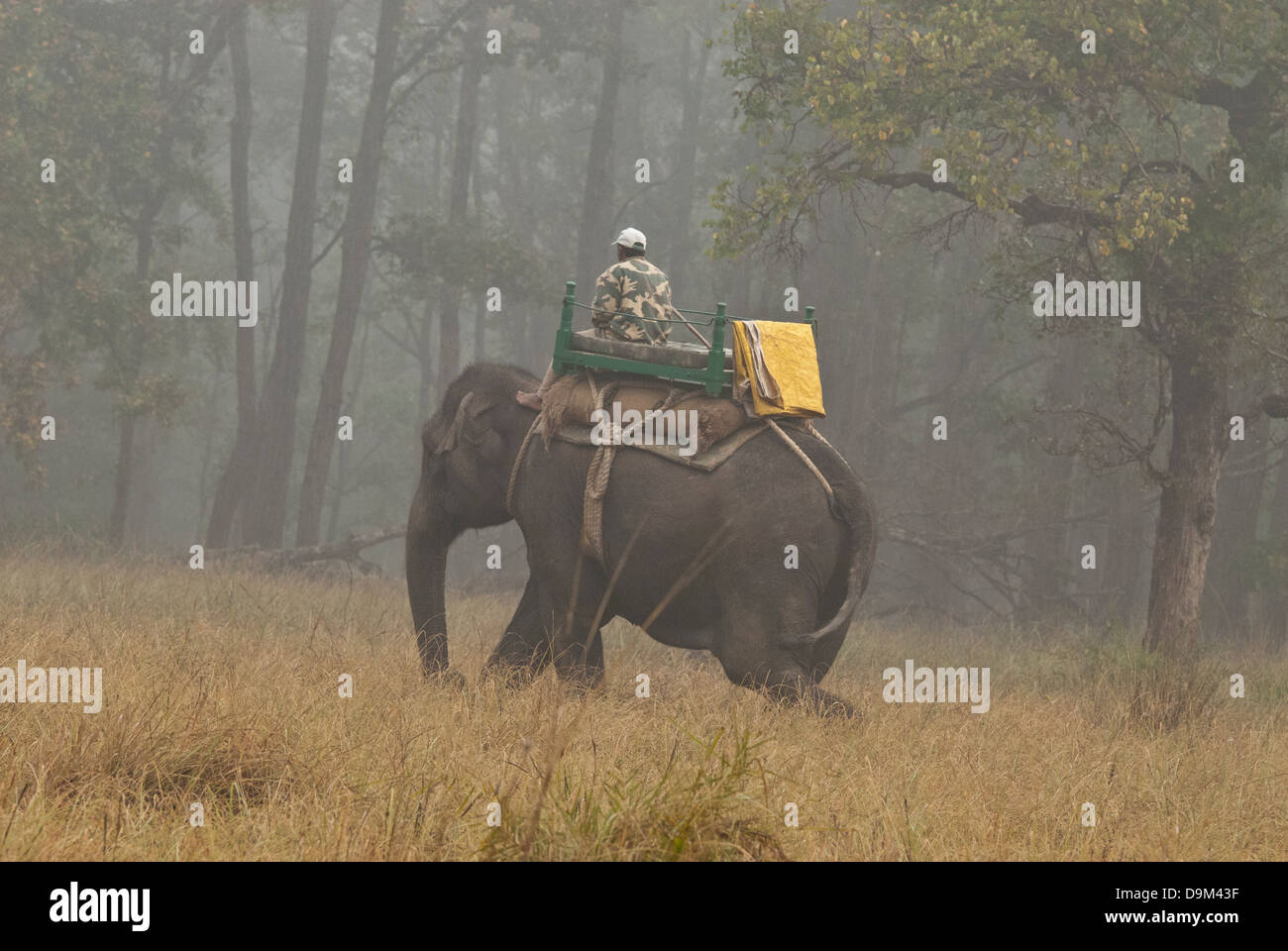 Forest ranger su elefante il pattugliamento per tiger bracconieri nel Parco Nazionale di Kanha, India Foto Stock