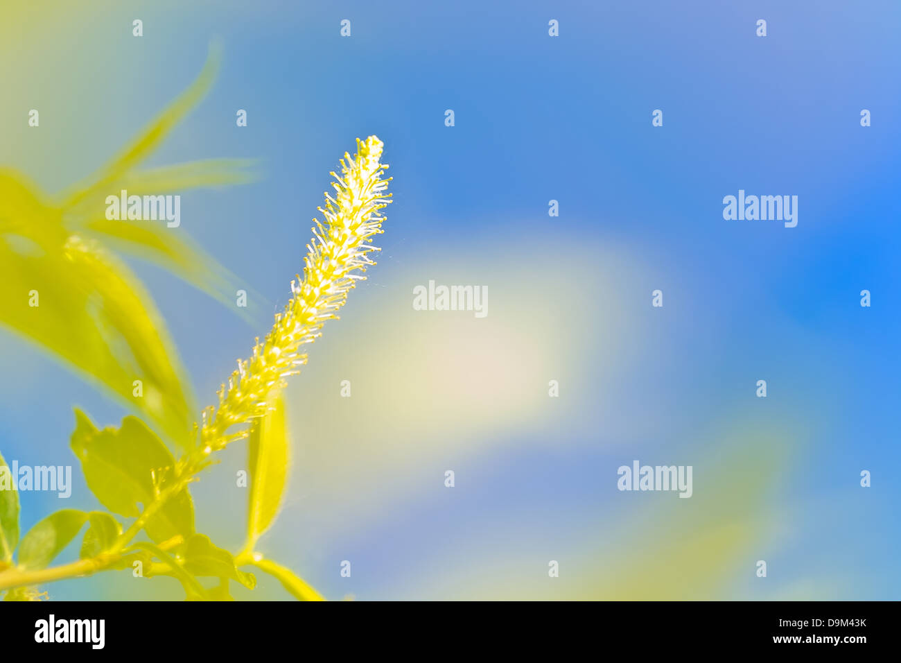 Sullo sfondo della natura con erba Foto Stock