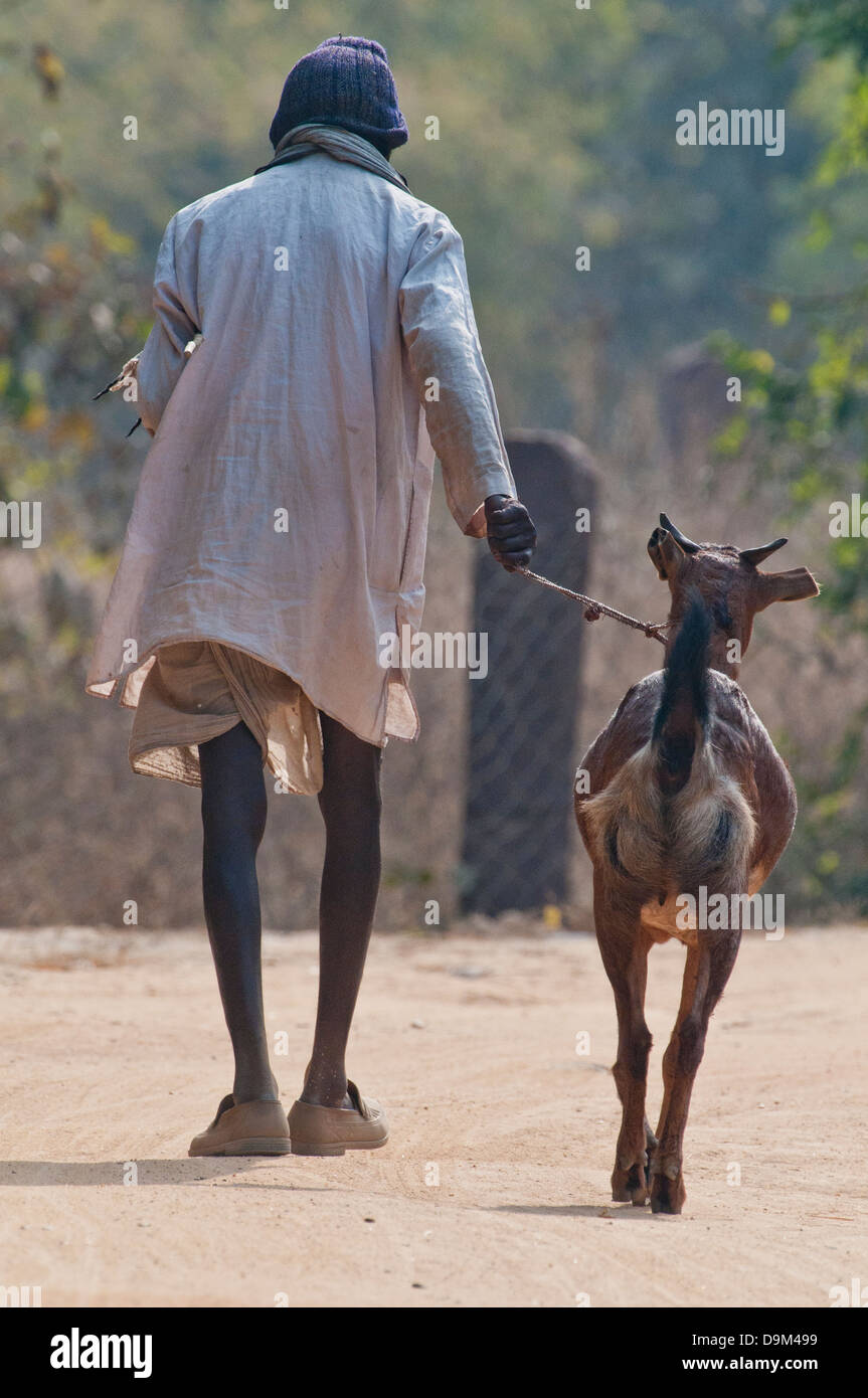 Il vecchio donna indiana con la capra in northcentral India Foto Stock