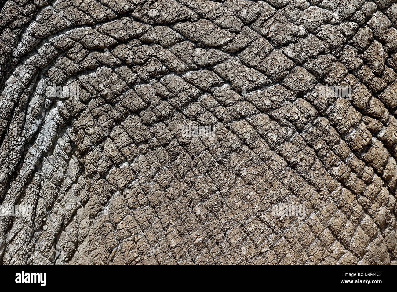 L'elefante indiano, Elephas maximus, close up della pelle, captive, Aprile 2013 Foto Stock