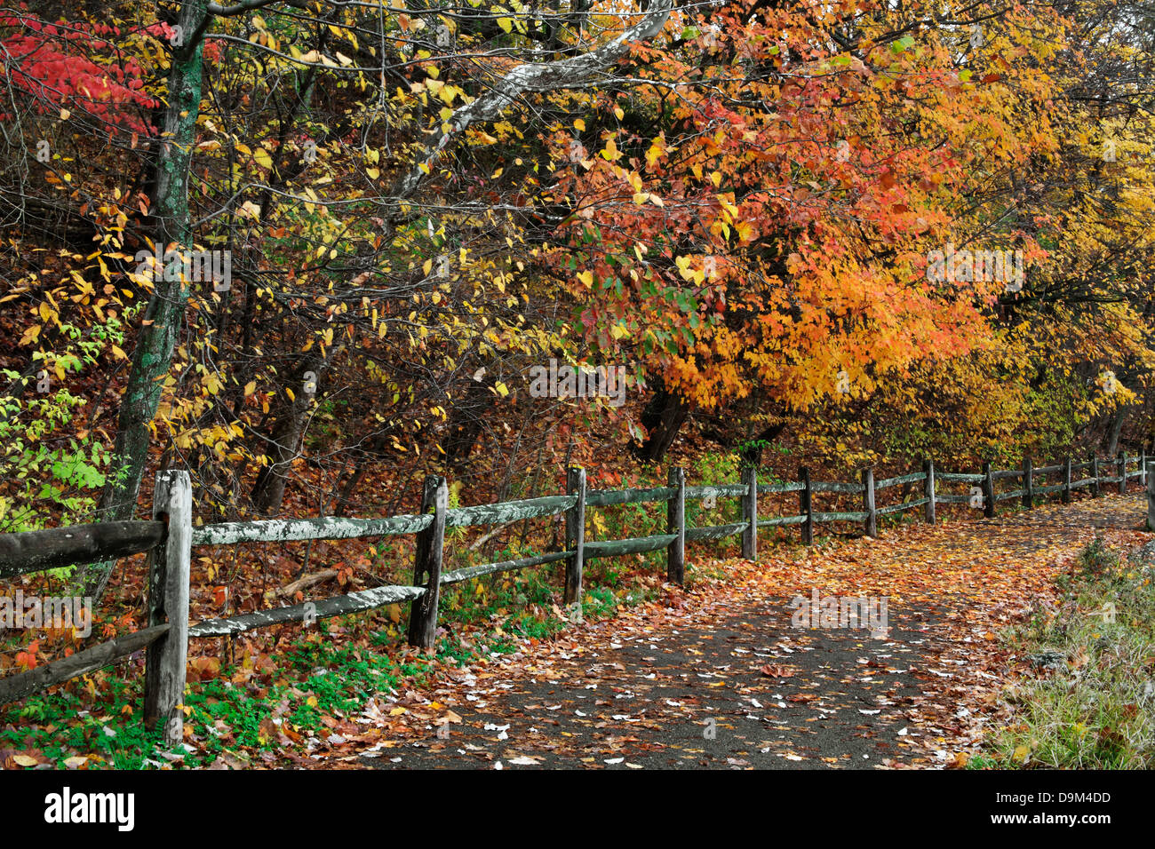 Un percorso a piedi e una recinzione in un giorno di pioggia in mezzo i brillanti colori dell'autunno, Sharon boschi, Southwestern Ohio, Stati Uniti d'America Foto Stock