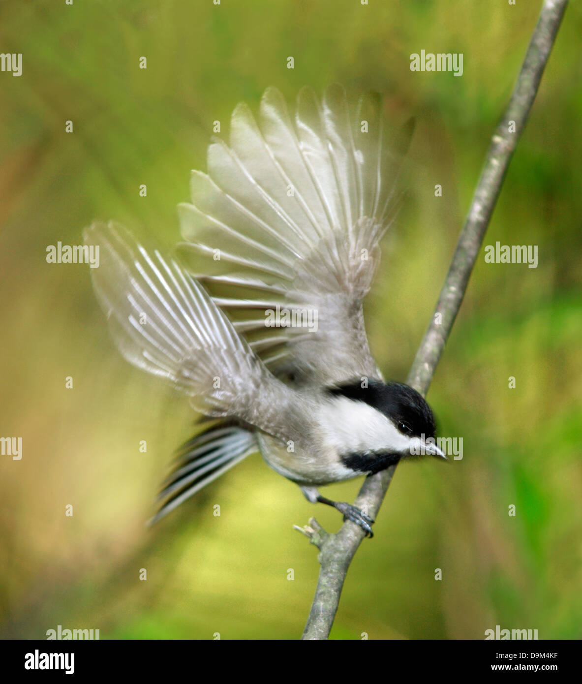 Un piccolo uccello, Carolina Luisa in motion blur mentre prendere il volo, Poecile carolinensis Foto Stock