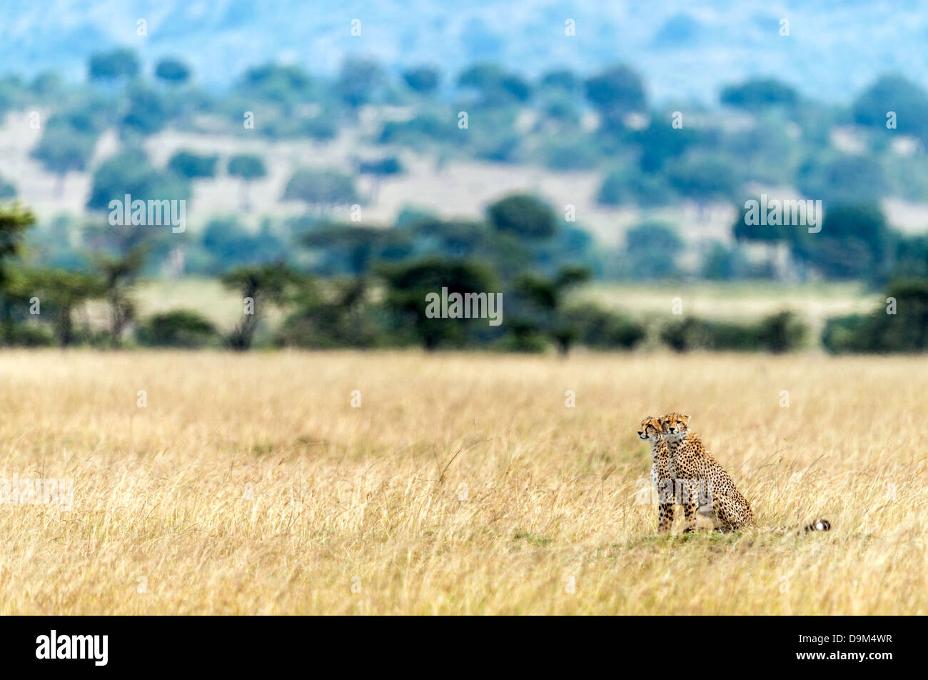 Due cuccioli di ghepardo su lookout (Acinonyx jubatus) Kicheche Safari Masai Mara Africa Foto Stock Due cuccioli di ghepardo su lookout (Acinonyx jubatus) Kicheche Safari Masai Mara Africa Foto Stock