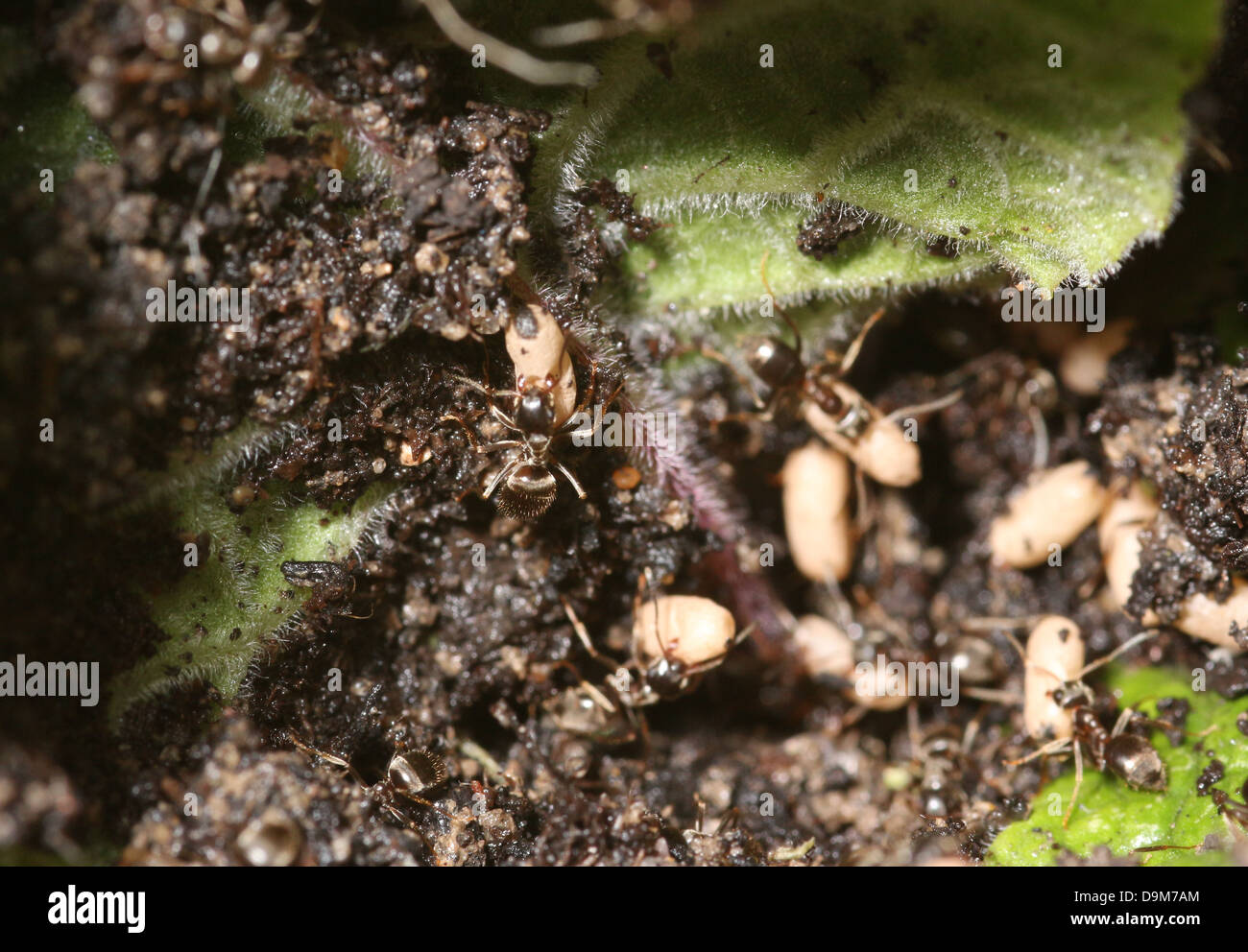 Le formiche in un nido disturbato il ricovero di uova dalla luce solare Foto Stock