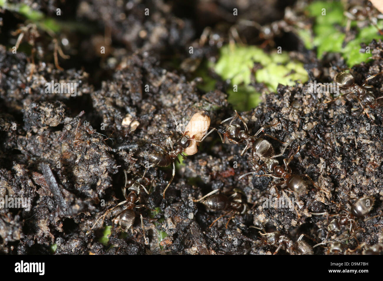 Le formiche in un nido disturbato il ricovero di uova dalla luce solare Foto Stock