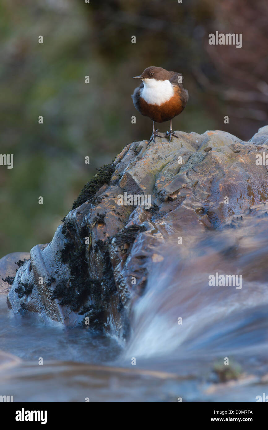 Unione Dipper Cinclus cinclus, adulto, arroccato sulle rocce con fast-acqua fluente, Lake Vyrnwy, Montgomeryshire, nel Galles a maggio. Foto Stock