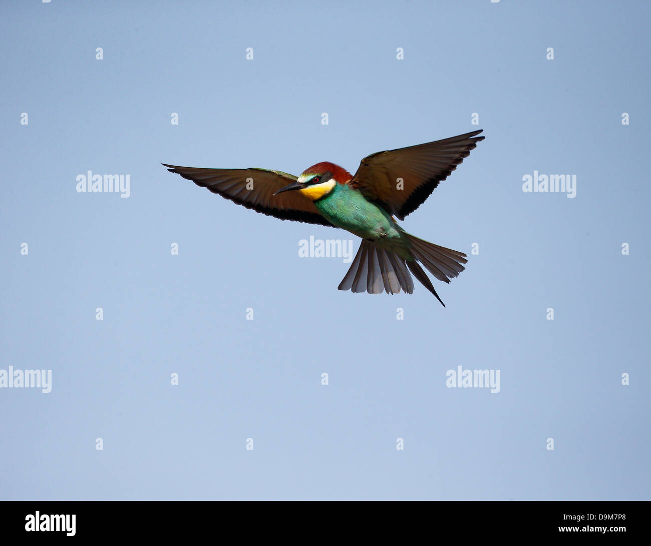 Unione gruccione, Merops apiaster, singolo uccello in volo, Bulgaria, Maggio 2013 Foto Stock