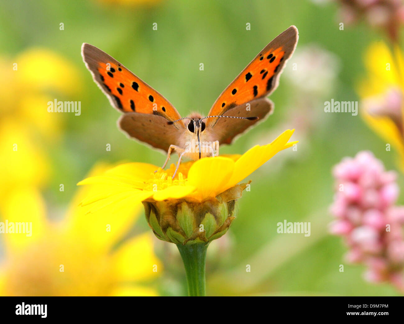 Europea delle Piccole o comuni o di rame (Lycaena phlaeas) foraggio su buttercup flower Foto Stock