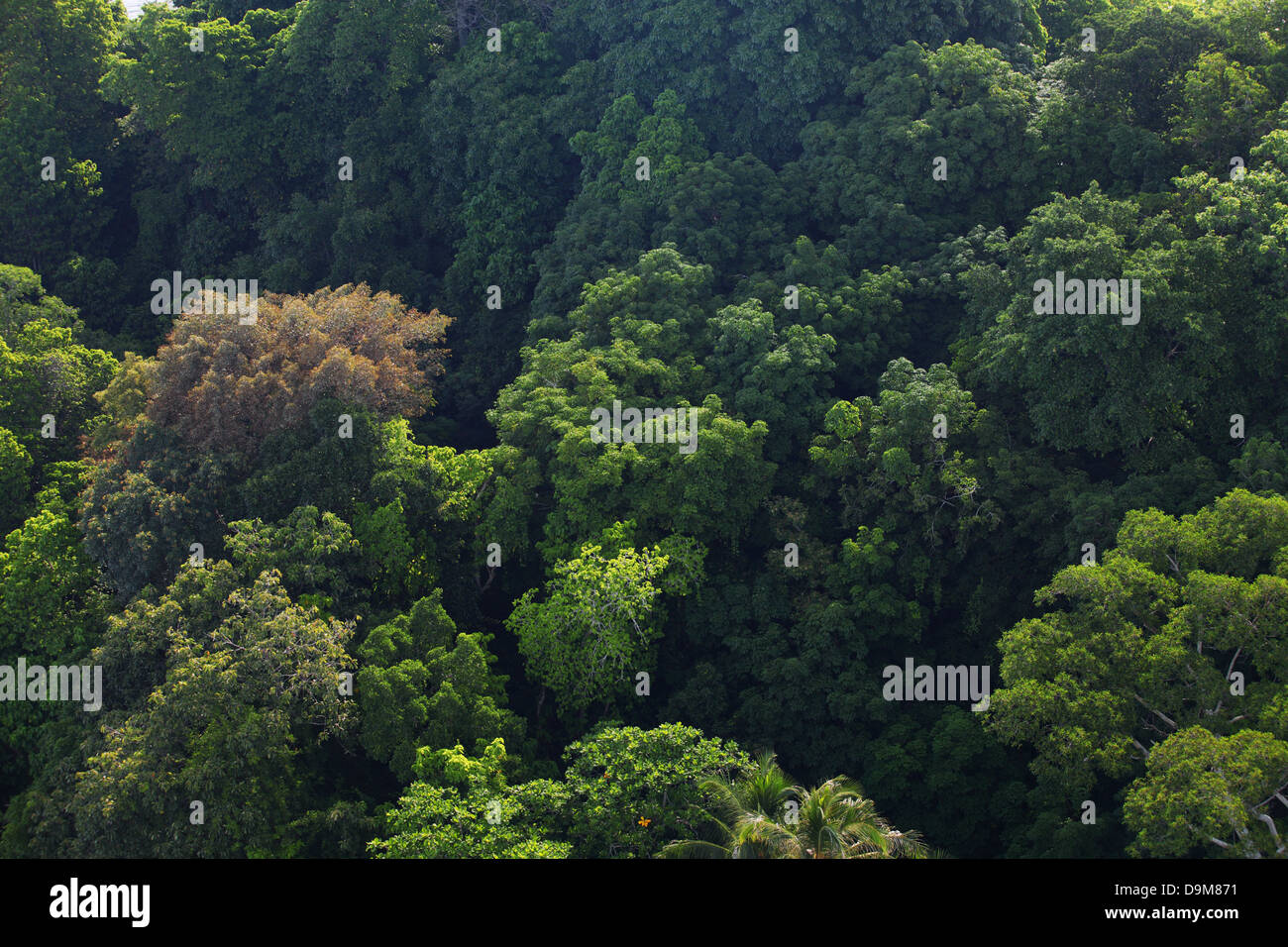 Ripresa aerea della foresta pluviale naturale Foto Stock