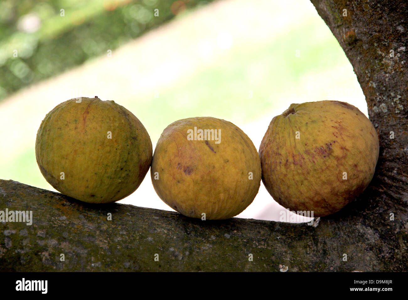 Frutta Santol sapore dolce e frutte in Thailandia. Foto Stock