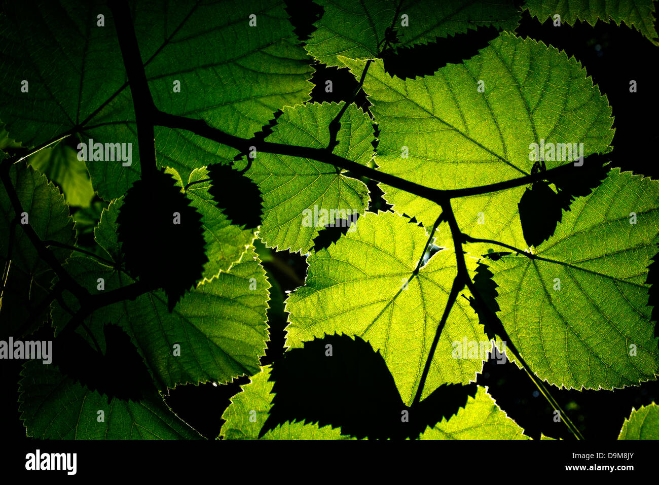 Immagine ravvicinata di alcune foglie retroilluminato Foto Stock