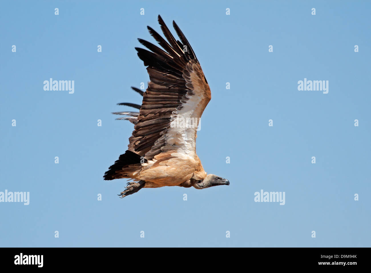 White-backed vulture (Gyps africanus) in volo, Sud Africa Foto Stock