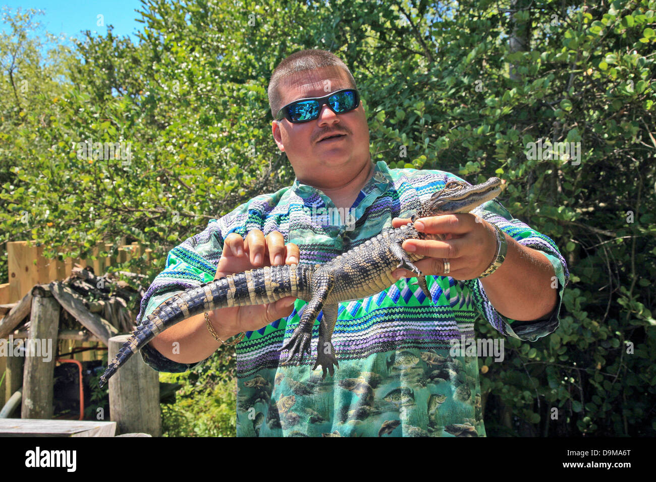 La piccola baia Alligator tenuto in mano da Native Tour Guide in Everglades National Park;Florida;USA Foto Stock