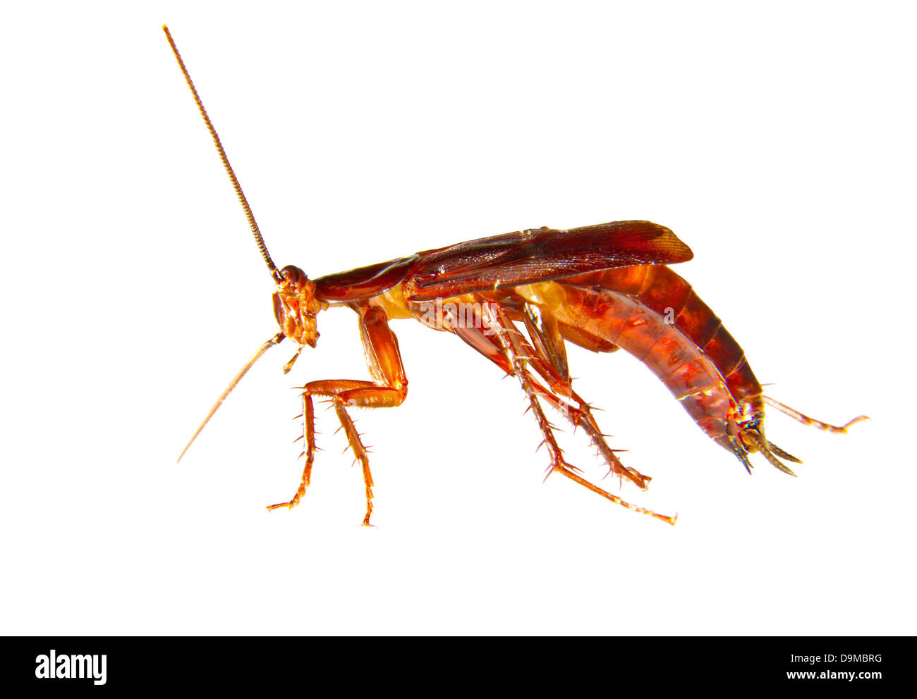 Immagine di uno scarafaggio strisciando peste di insetto Foto Stock