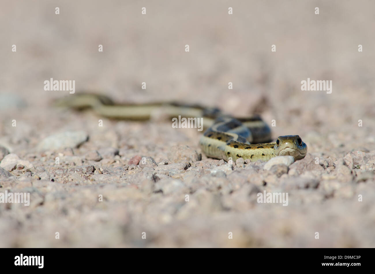 Nuovo Messico Garter Snake, (Thamnophis sirtalis dorsalis), Bosque del Apache National Wildlife Refuge, Socorro Co., New Mexico. Foto Stock