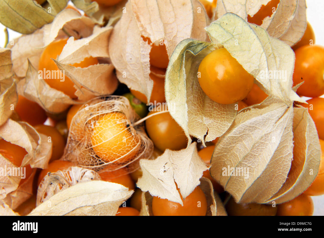 Mature Ribes del capo (Physalis Peruviana) nel calice da Nightshade Family Foto Stock