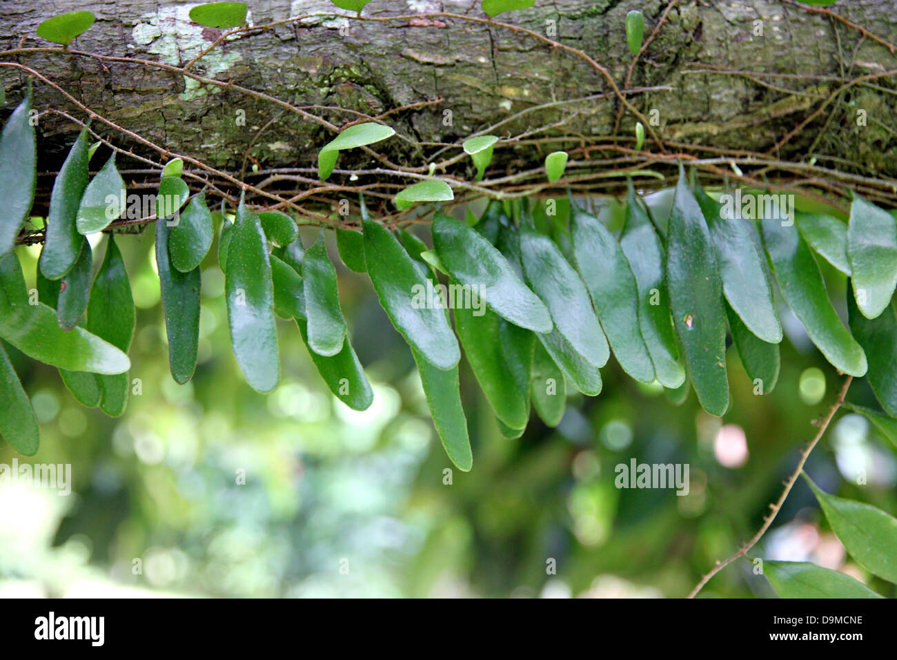 Le piccole foglie verdi bloccato in rami di albero. Foto Stock