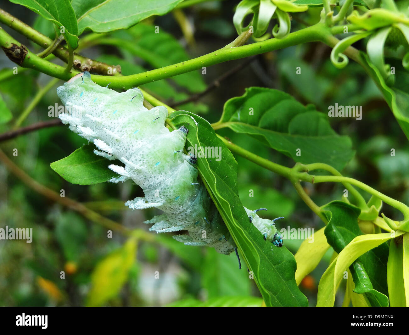 Enorme caterpillar verde mangiare saporito di foglie fresche di Bali, Indonesia Foto Stock
