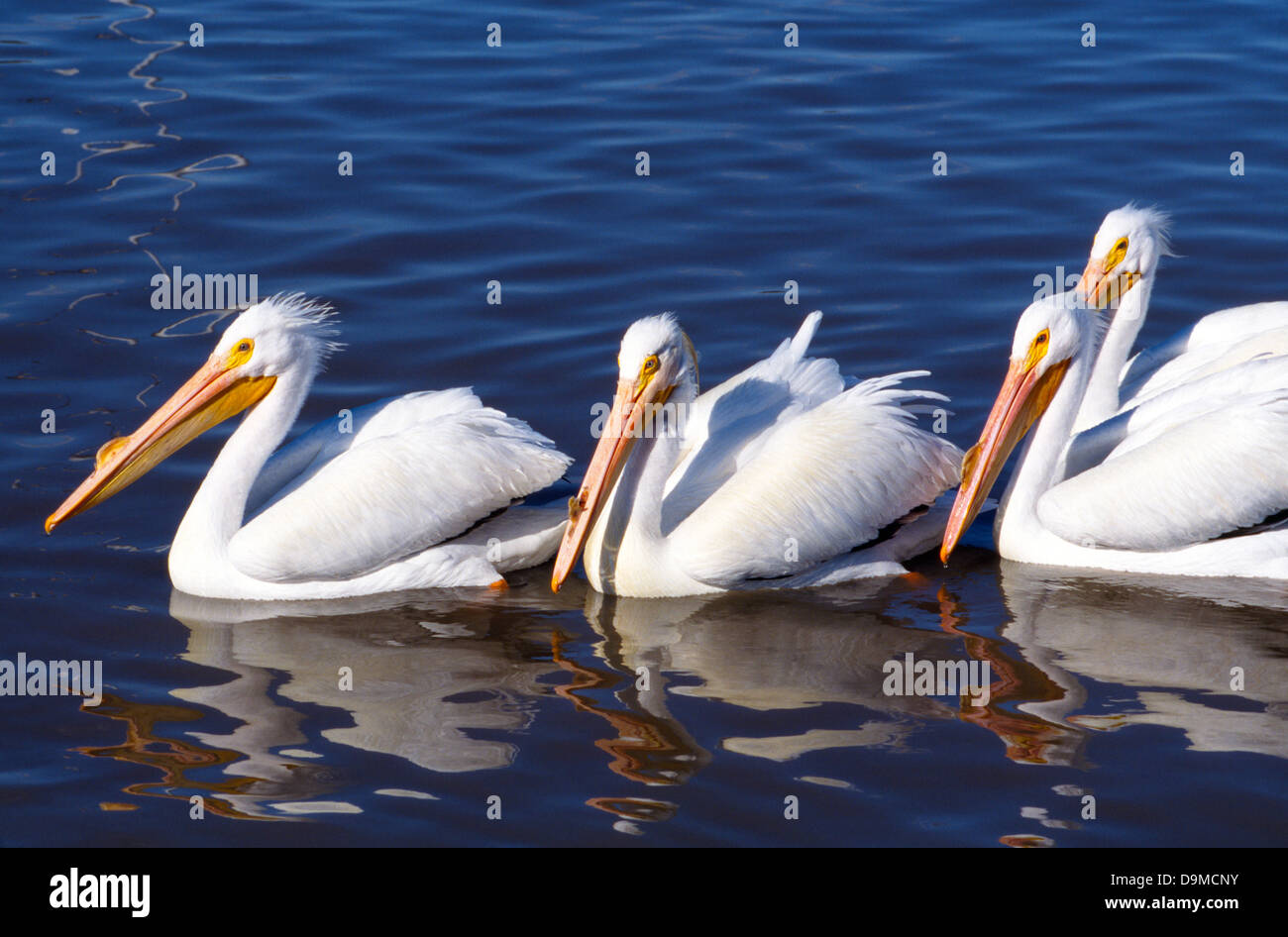Quattro bello American pellicani bianchi noti per la loro massiccia fatture nuotare insieme nelle acque blu della Baia di Galveston in Harris County, Texas, Stati Uniti d'America. Foto Stock