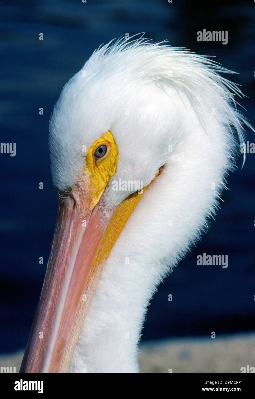 Pelle di colore giallo circonda l'occhio è questo close-up verticale di un americano bianco Pelican, un waterbird notare per la sua brillante bianchi piume e big bill. Foto Stock