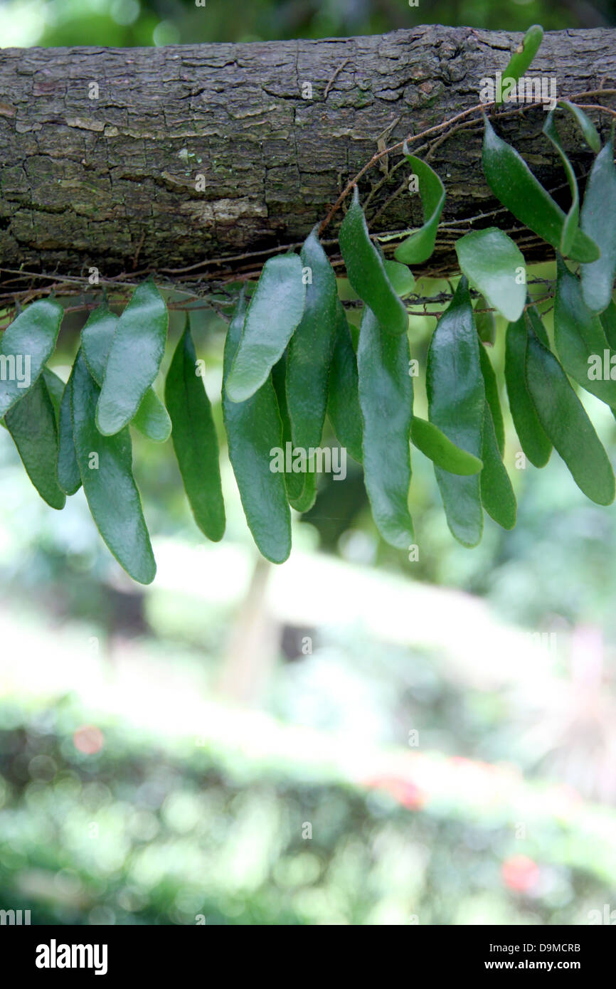 Le piccole foglie verdi bloccato in rami di albero. Foto Stock