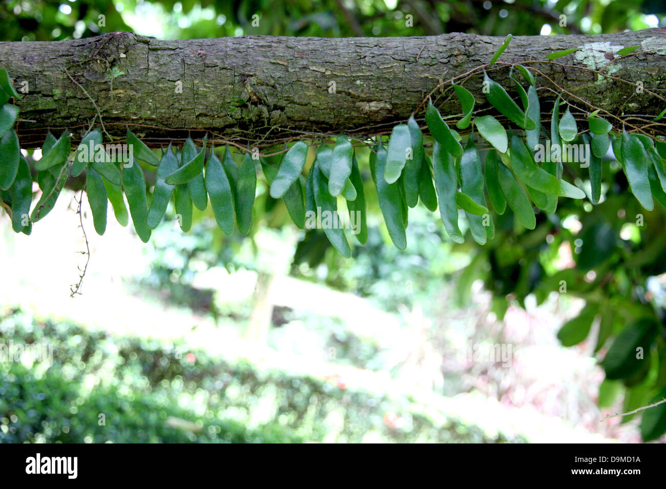 Le piccole foglie verdi bloccato in rami di albero. Foto Stock