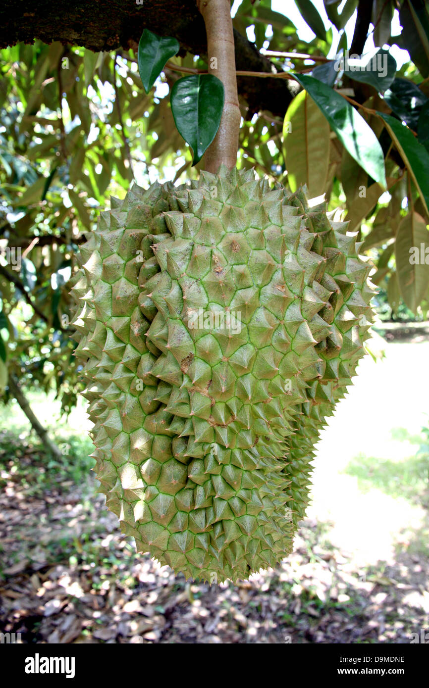 Durian dalla Tailandia è il frutto di un forte odore. Foto Stock