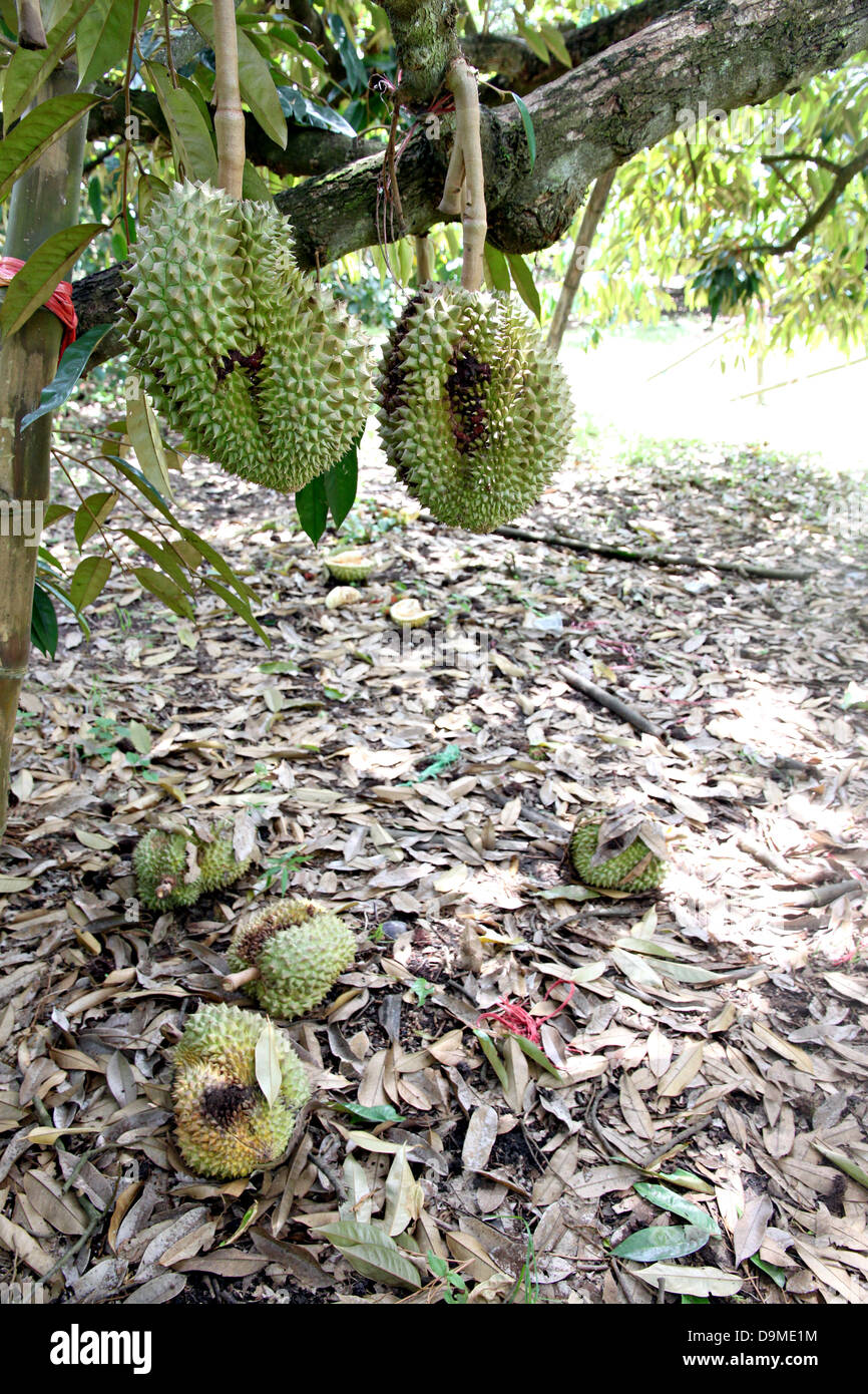 Durian in Thailandia sulla struttura ad albero è marcio. Foto Stock