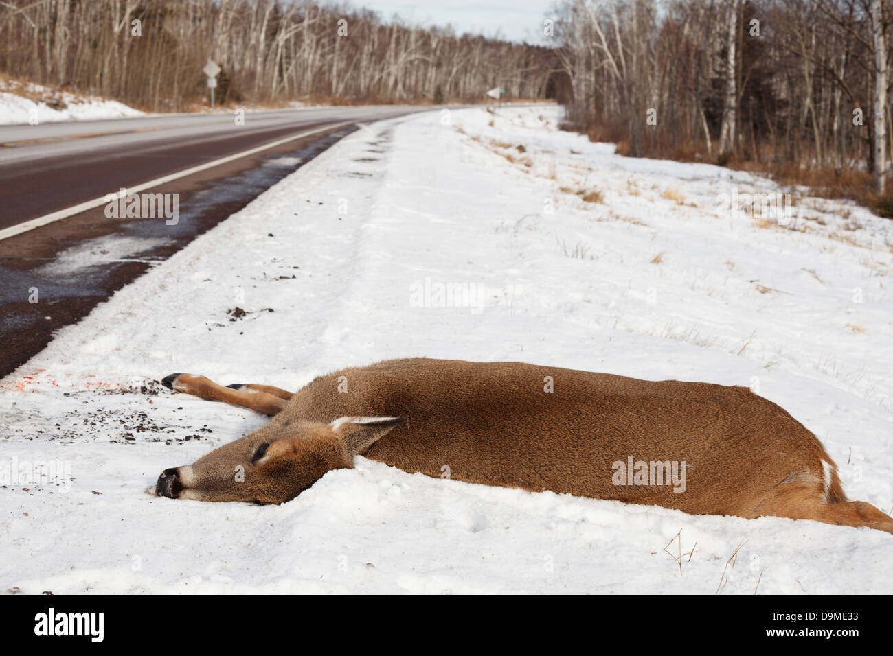 Il cervo morto ucciso da un veicolo sul lato dell'Autostrada 61 nel nord del Minnesota. Foto Stock