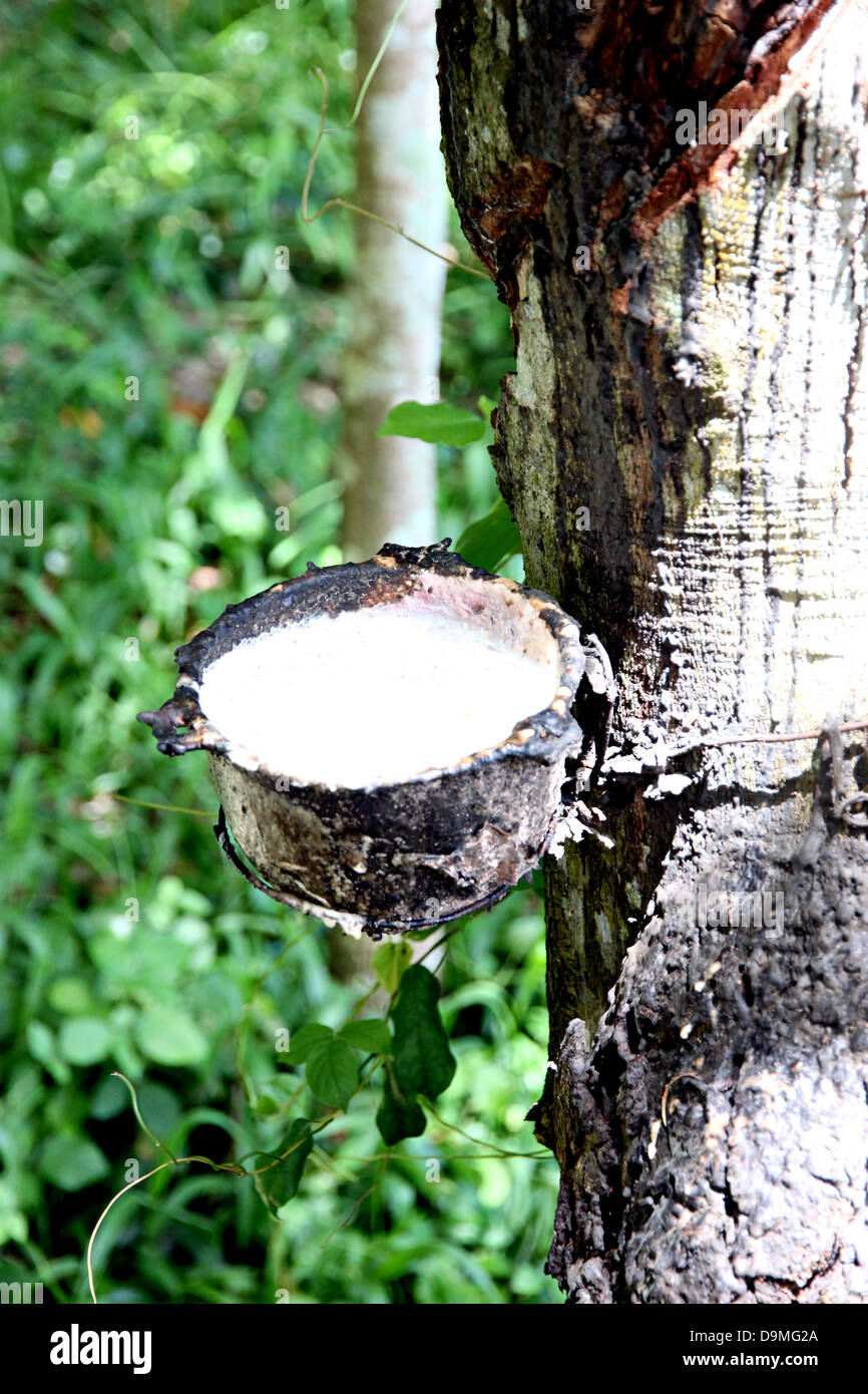 Gli accessori per alberi della gomma. Foto Stock