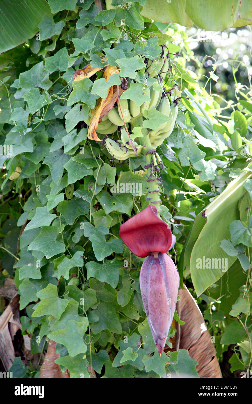 La banana blossom sulle foglie sfondo nel frutteto. Foto Stock