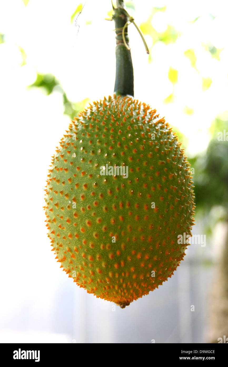 Il bambino jackfruit spinoso gourd Amaro nel frutteto. Foto Stock