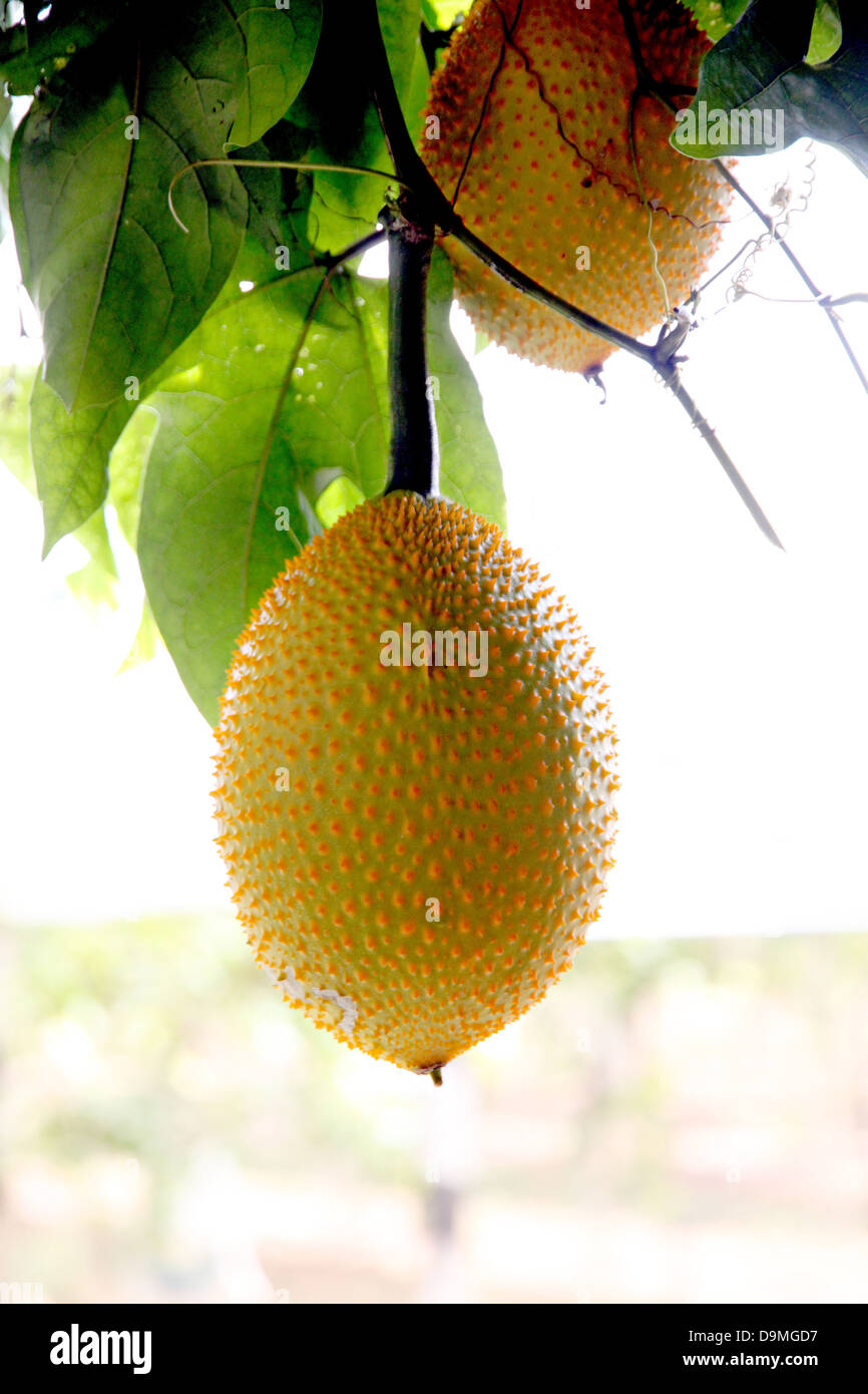 Il bambino jackfruit spinoso gourd Amaro nel frutteto. Foto Stock