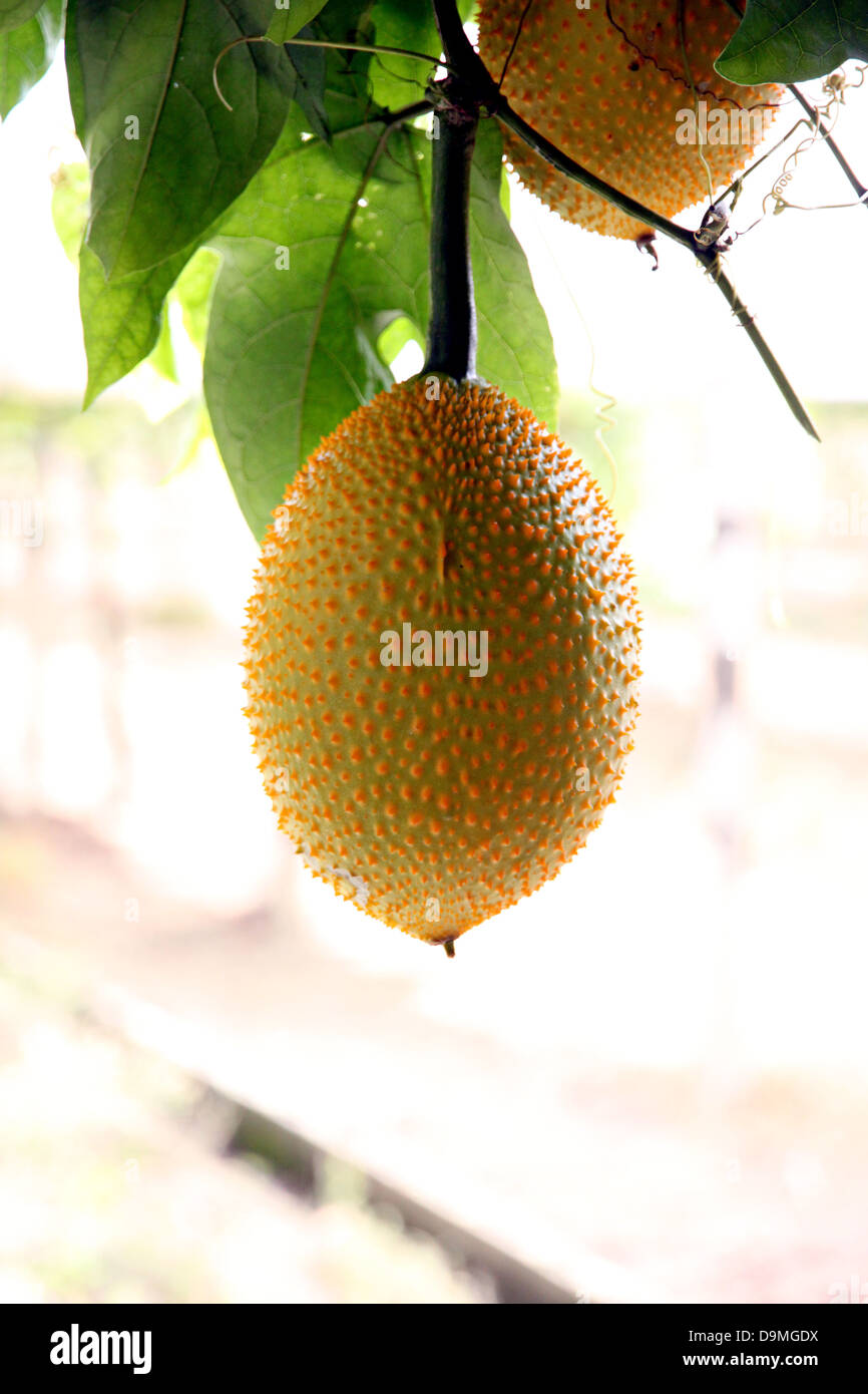 Il bambino jackfruit spinoso gourd Amaro nel frutteto. Foto Stock