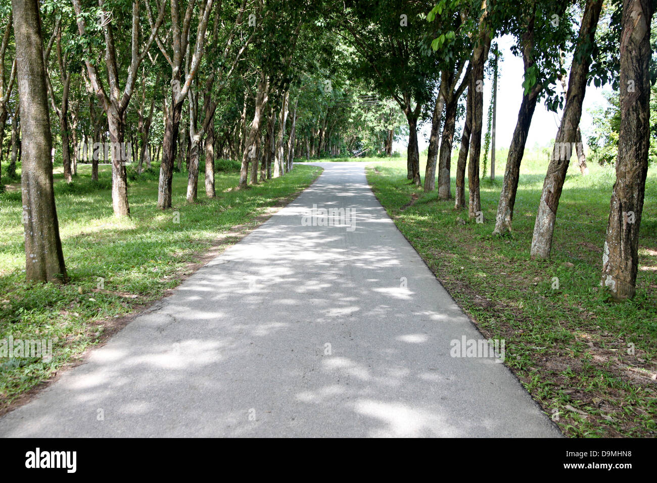La strada attraverso le piantagioni di gomma e l'albero della gomma su entrambi i lati. Foto Stock