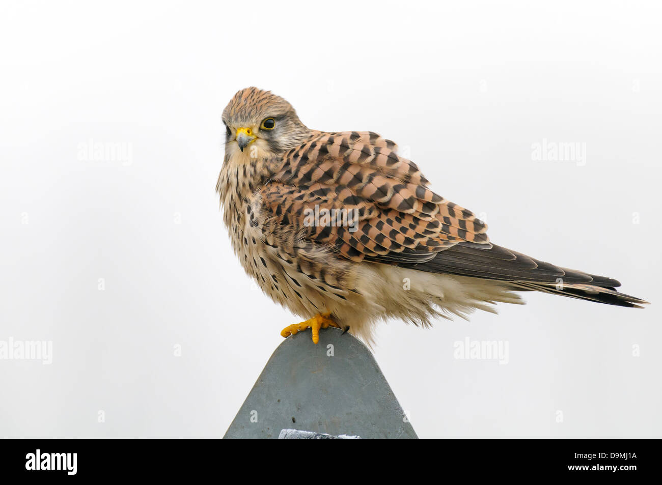 Comune di Gheppio Falco tinnunculus falcon rapace gheppio Foto Stock