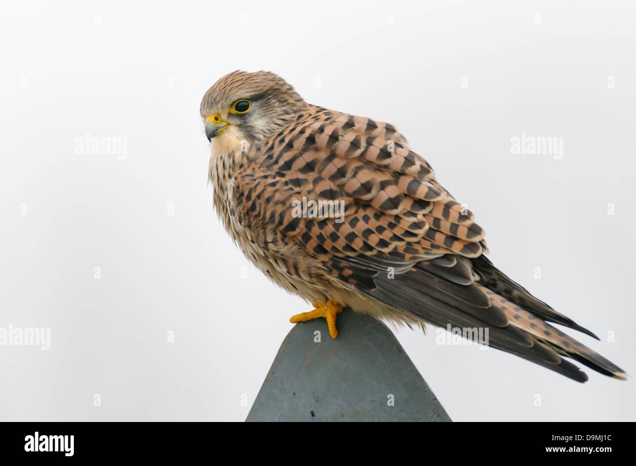 Comune di Gheppio Falco tinnunculus falcon rapace gheppio Foto Stock