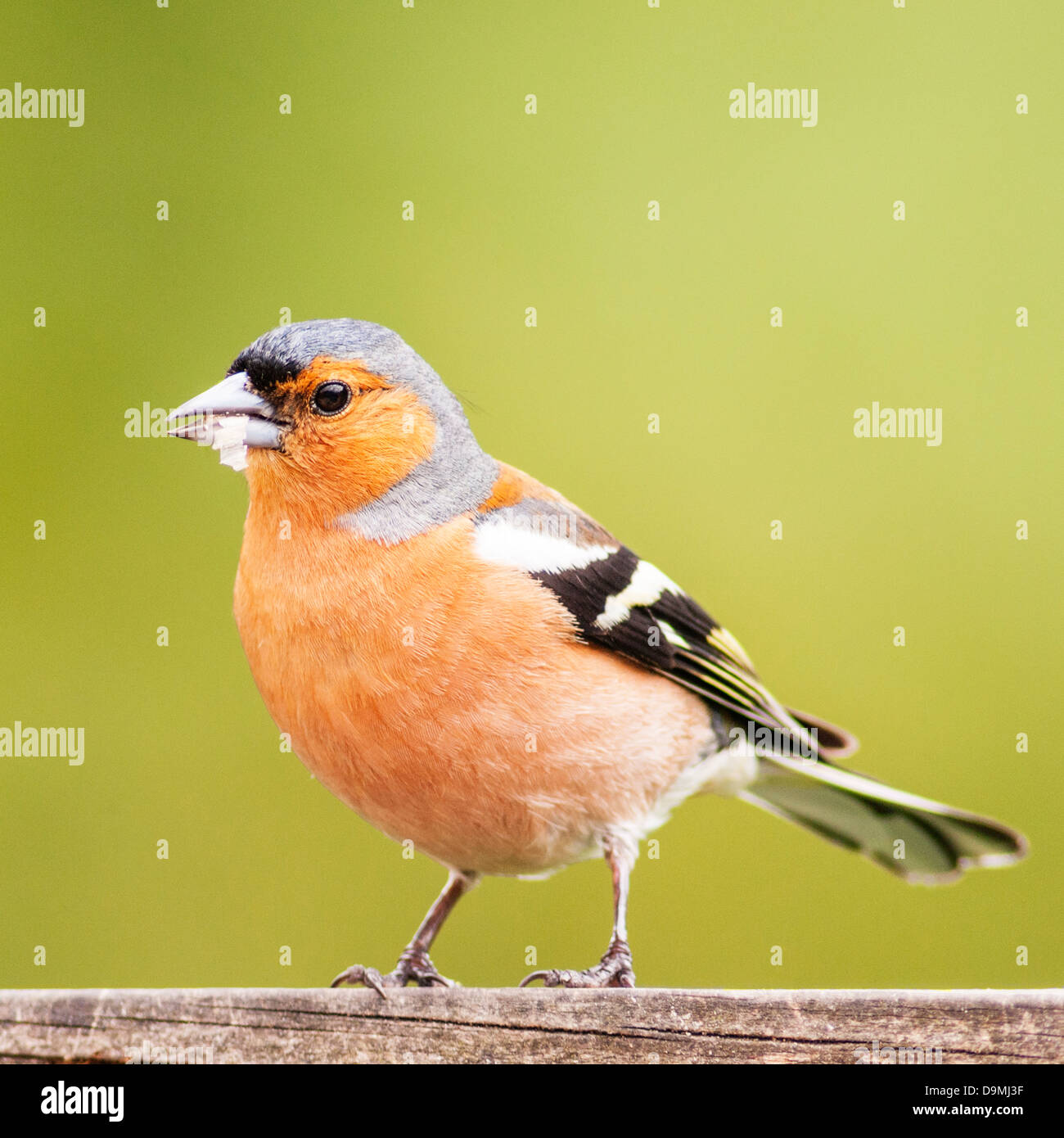 Un maschio (fringuello Fringilla coelebs) nel Regno Unito Foto Stock