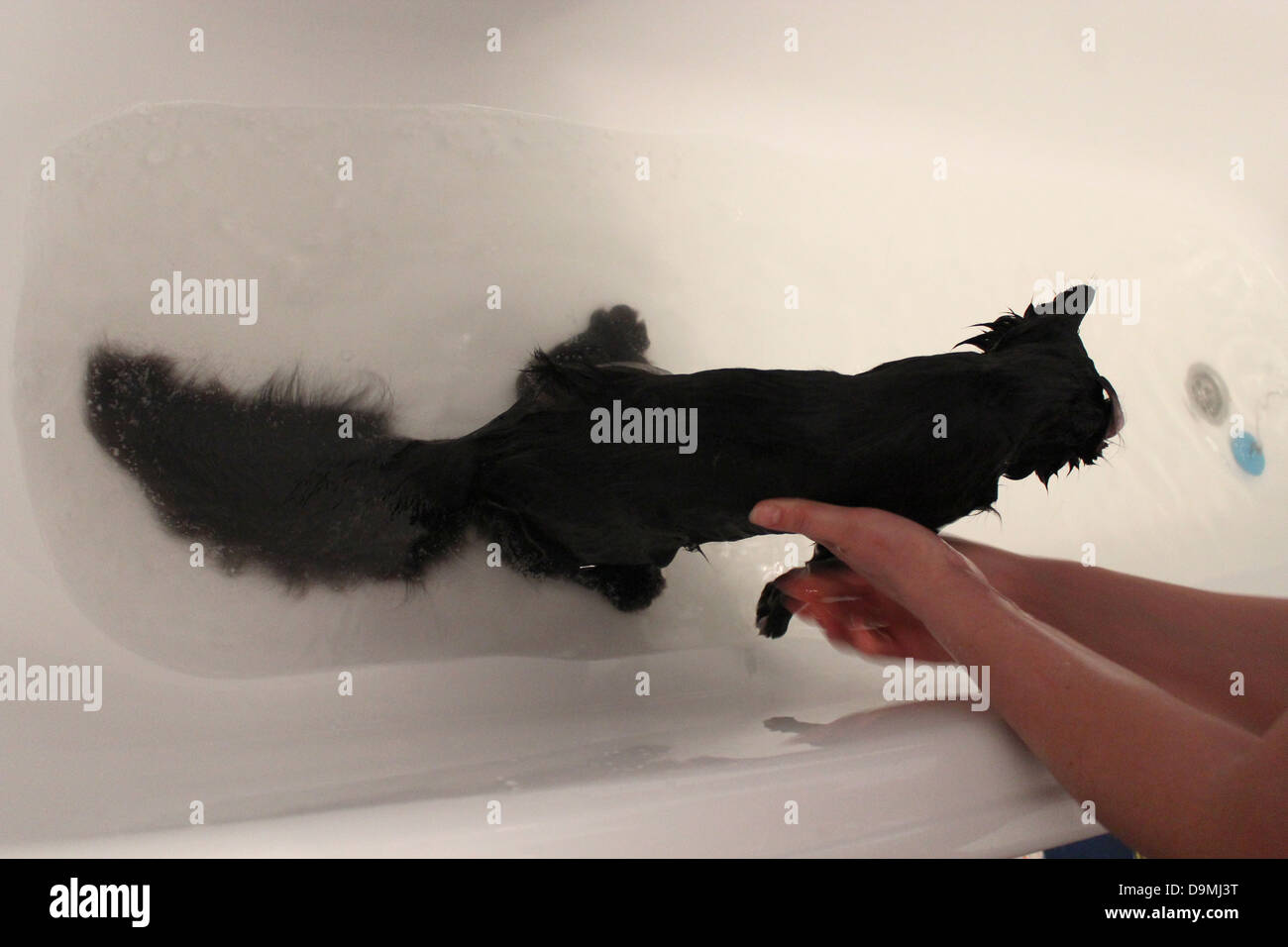 Immagine di lavaggio di un gatto nero in bagno Foto Stock